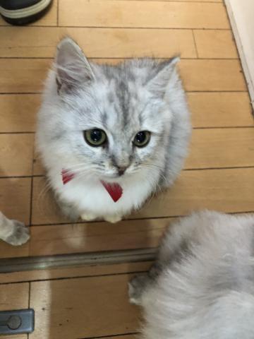 ミヌエット(旧ナポレオン)