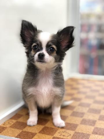 チワワ（ロングコート）