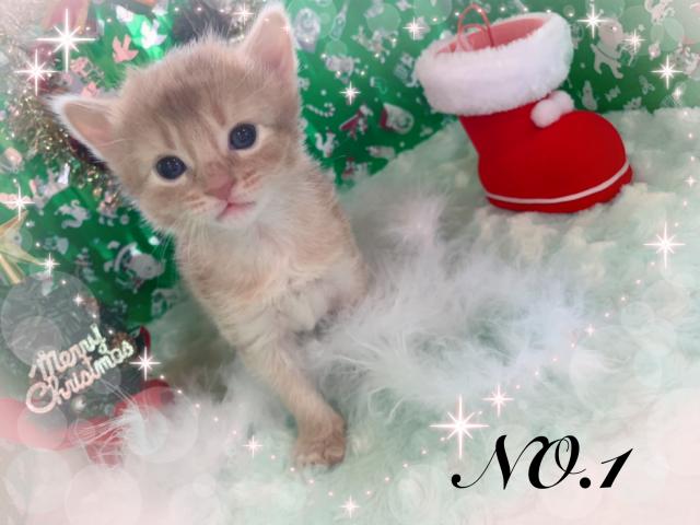 ソマリ当店最後のソマリです。