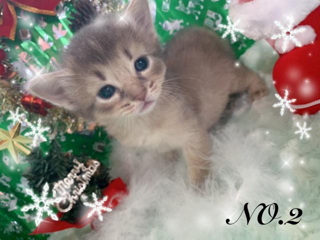 ソマリ当店最後のソマリです。