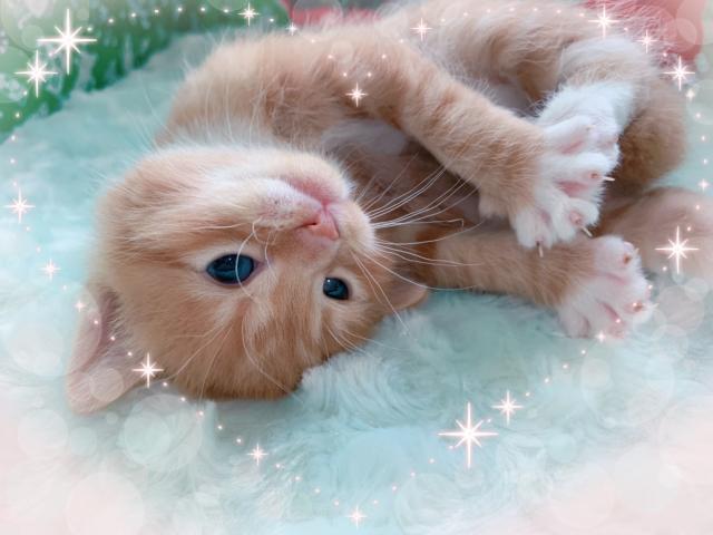 マンチカン足長