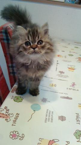 ペルシャ・ヒマラヤン