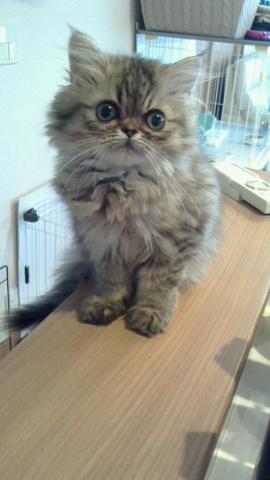 ペルシャ・ヒマラヤン