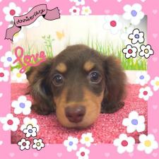ミニチュアダックスフンド