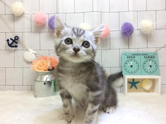 アメリカンショートヘアー