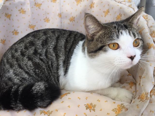 スコティッシュフォールド