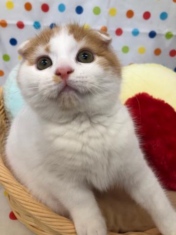 スコティッシュフォールド