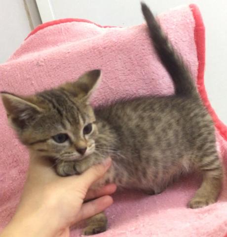 マンチカンジェネッタ