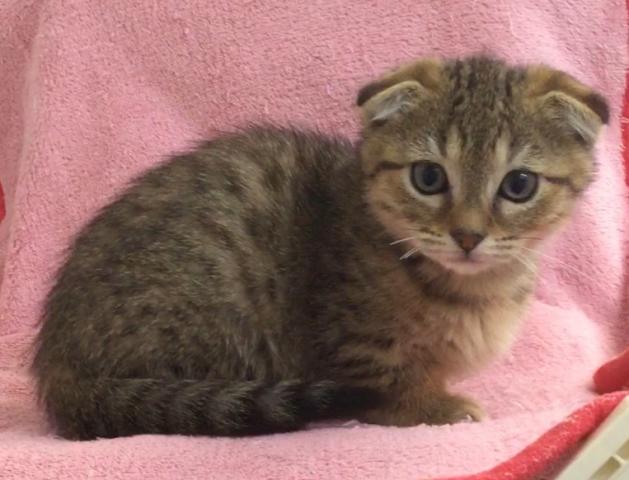 マンチカンジェネッタ