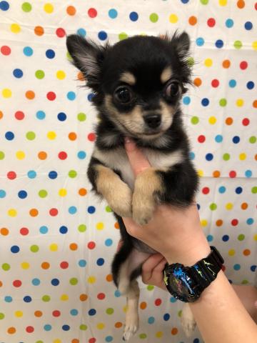 チワワ（ロングコート）