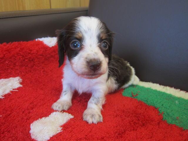 ミニチュアダックスフンド