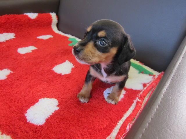 ミニチュアダックスフンドスムース