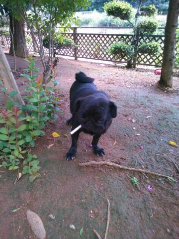 MM FAMILY DOG