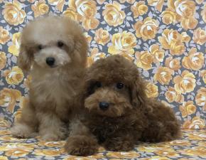 DOG SALON JEWEL DOG