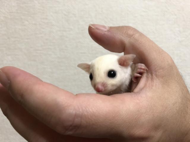 フクロモモンガ リューシ