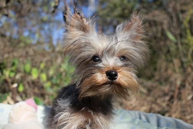 ヨークシャーテリア