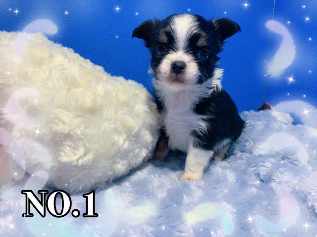 チワワ（ロングコート）