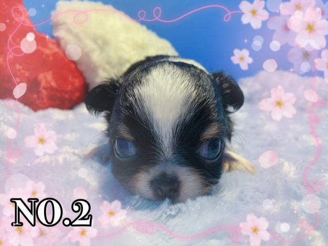 チワワ（ロングコート）