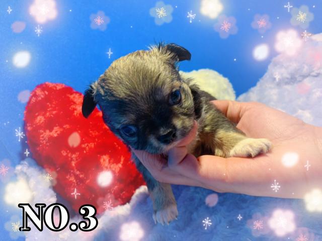 チワワ（ロングコート）