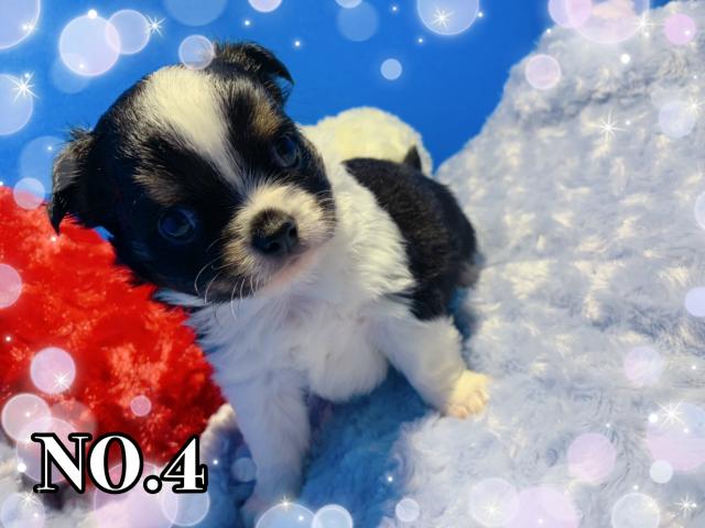 チワワ（ロングコート）