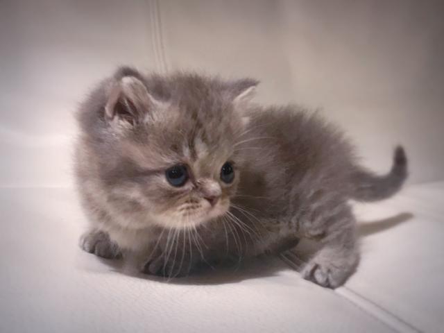 ミヌエット（旧ナポレオン）