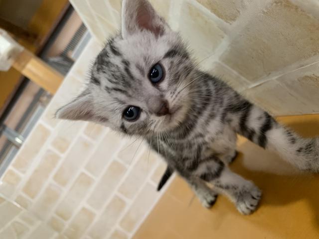 アメリカンショートヘアー