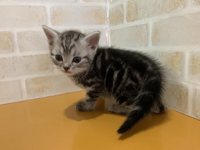 アメリカンショートヘアー