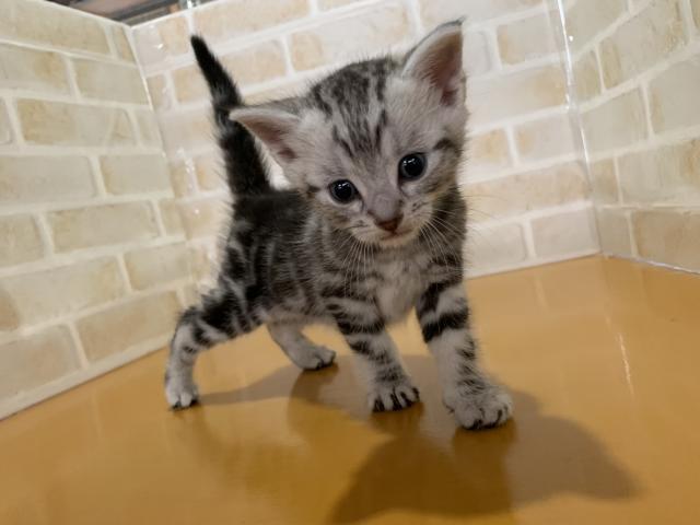 アメリカンショートヘアー