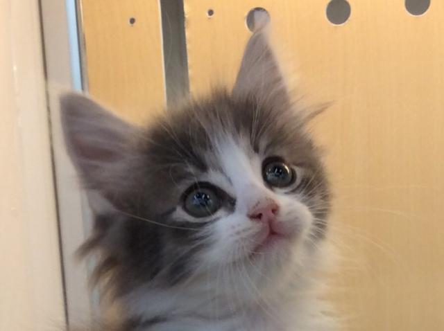 ノルウェージャンフォレストキャット