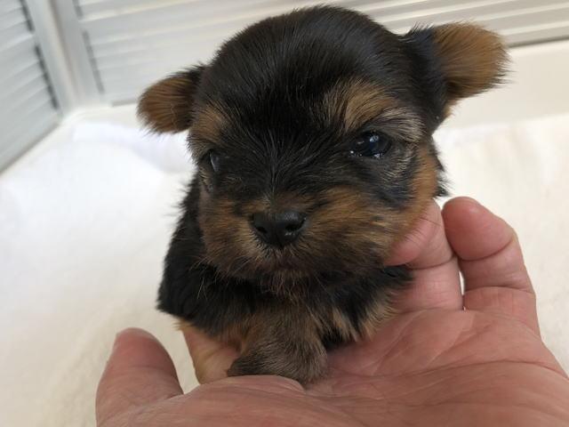 ヨークシャーテリア