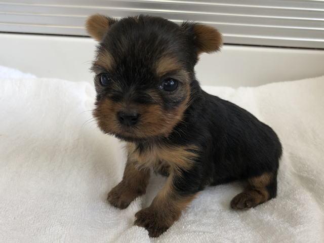 ヨークシャーテリア