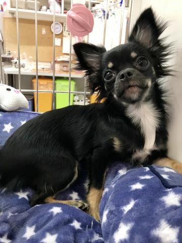 チワワ（ロングコート）