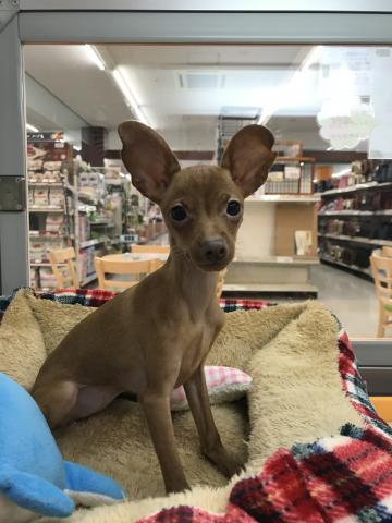 ミニチュアピンシャー