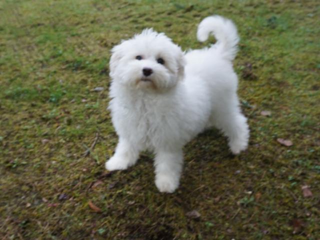 チャイニーズクレステッドドッグ