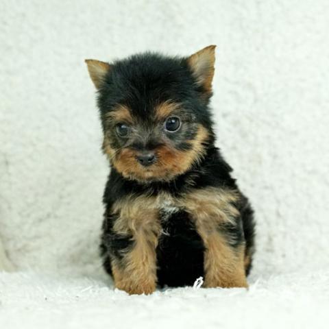 ヨークシャーテリア