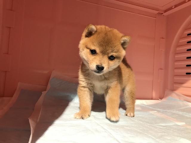 極小豆柴 男の子 子犬や子猫たちのペット販売情報が満載 ペットステーション
