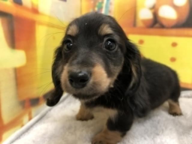 ミニチュアダックスフンド