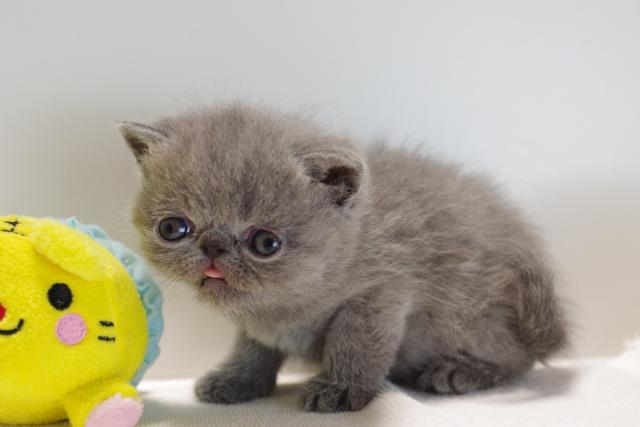 エキゾチックショートヘアー