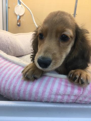 ミニチュアダックスフンド