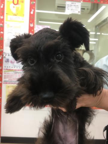 ミニチュアシュナウザー