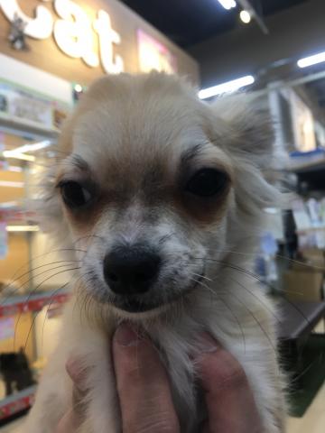 チワワ（ロングコート）