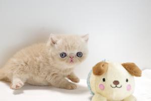 エキゾチックショートヘアー