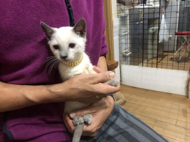 ロシアンブルー