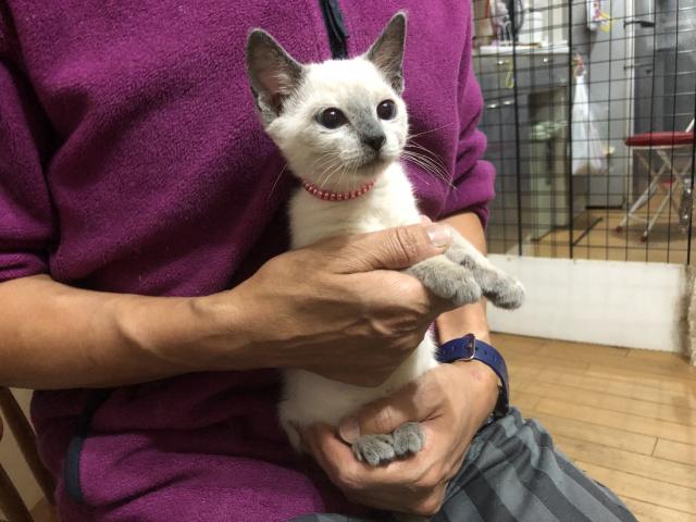 ロシアンブルー