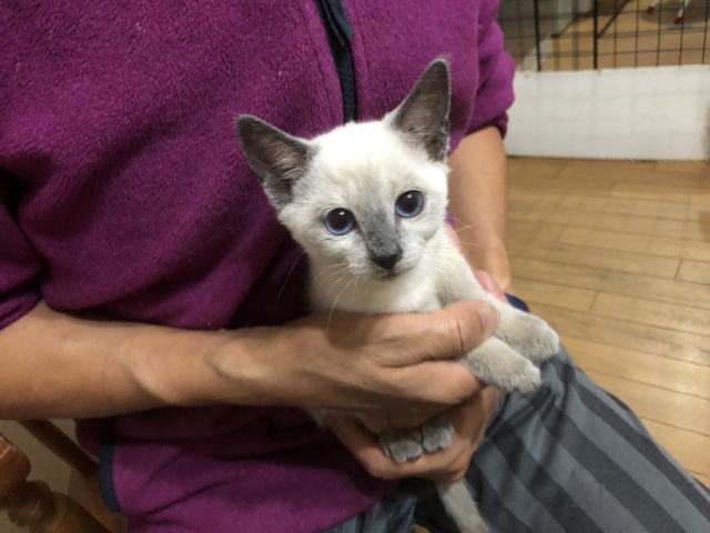 ロシアンブルー