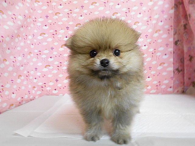 ポメラニアン 子犬や子猫たちのペット販売情報が満載 ペットステーション