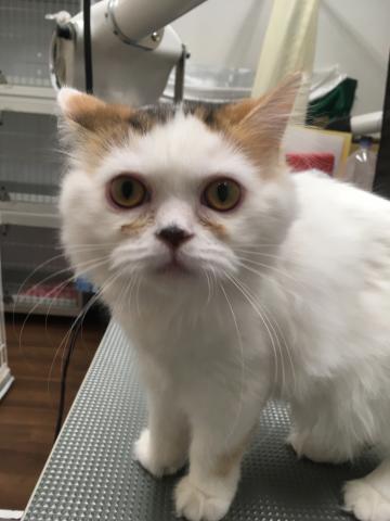 スコティッシュフォールド