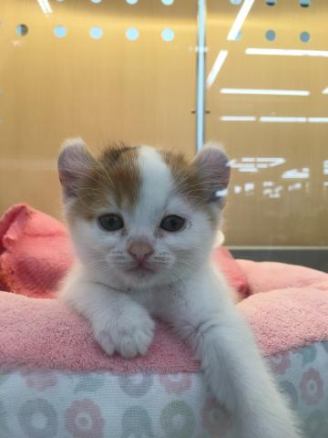 アメリカンカール