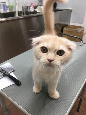 スコティッシュフォールド