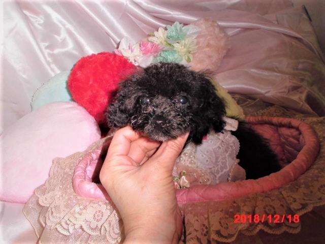 トイプードルTカッププードル